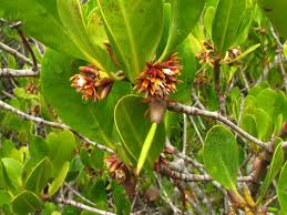 সুন্দরবনের গরান ফুলের মধু